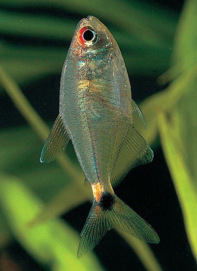 灯笼鱼目灯笼鱼科头尾灯鱼