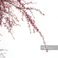 閑看蛛絲網落花采集到梅花，桃花，