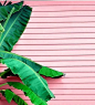 Pale Pink Clapboard Wall | Banana Leaf Plant