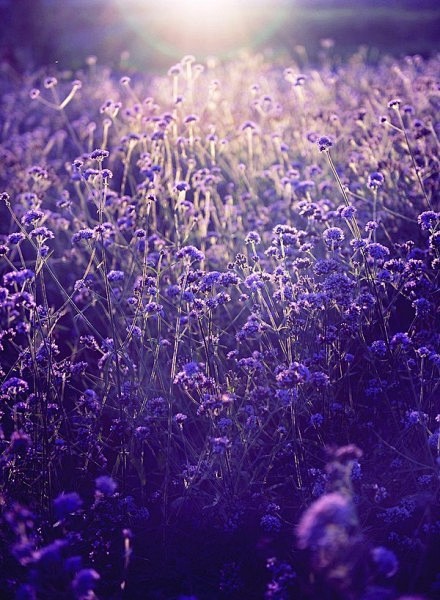 地中海的普罗旺斯薰衣草，清晨的阳光送给你...