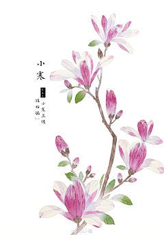 花花静11采集到水彩小花