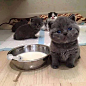 Who will feed me? ~ teeny kittens  *squee* that face!: 