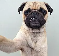 八哥犬壁纸_360图片