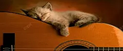 文艺小猫睡觉背景 设计图片 免费下载 页面网页 平面电商 创意素材