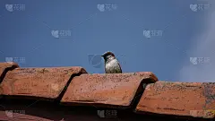 家麻雀落在老吟游诗人身上_5168733880