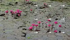 百合 花壁纸 荷花 红睡莲 拉尔沙普拉 拉尔卡迈勒 拉塔卡迈勒