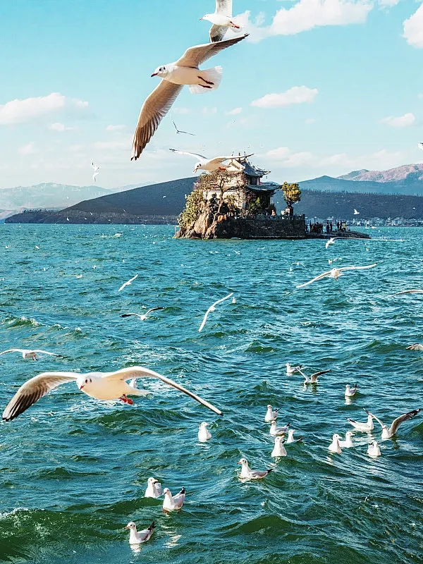 洱海的海鸥图片