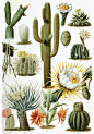 Various Cactaceae