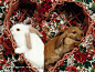 牡丹花背景下的两只小懒兔图片素材