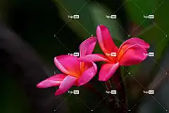 花 花壁纸 花卉背景 美丽的花朵 姜黄色百合花 植物群 自然