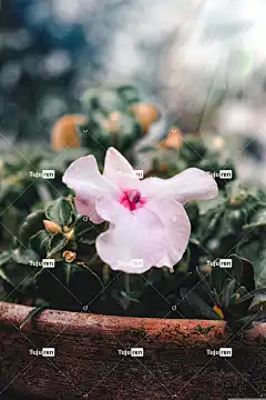 凤仙花 花壁纸 花 植物 粉红色的花 光 花瓣 盛开 花卉背景