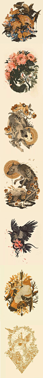 美国画师 Teagan White-水彩纹理质感植物动物植物花卉温暖鸟鹰兔子乌鸦鹿松鼠线稿狼秃鹫