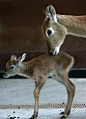 3 Day Old Antelope with Mama