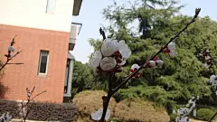 洁白美丽的杏花花卉桌面壁纸桌面壁纸1