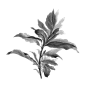 关注VX公众号：纯素材，不定期分享免费设计素材（懂得都懂）高清黑白动物植物免抠素材 拼贴素材 (68).png