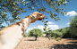 Hand holding olive branch by Deyan Georgiev on 500px