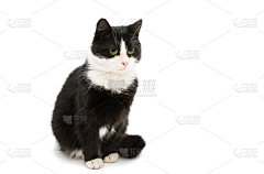起个名字真的很难*采集到猫