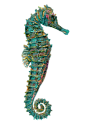 seahorse 8