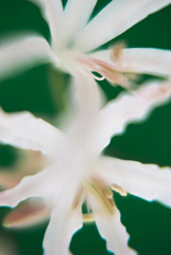 鱼幼薇1214采集到花朵 植物