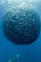 amazing school of fish