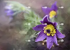 花 花卉背景 花朵 春天 夏天 性质 蓝色 美容 花壁纸 花园