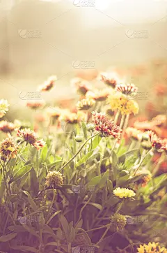 春花满地
