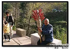 山楂树  红山楂
