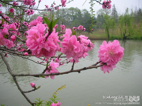 多图 瘦西湖里那些美丽的花儿, 予美亡次...