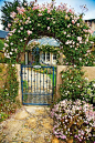 These appear to be Cecil Bruenner roses, my absolute favorite. The cottage is in Carmel, CA. Photo by Mike Barton Photography.  A great website.: 