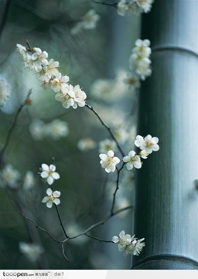 四季花木-竹子旁美丽的梅花