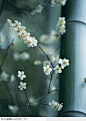 四季花木-竹子旁美丽的梅花