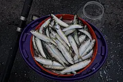 渔获甚丰。,野比小豆子