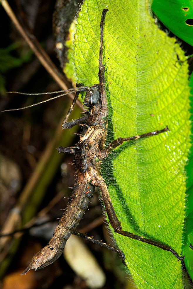 竹节虫目竹节虫总科竹节虫