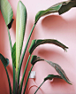 PINK-