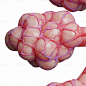 人体支气管肺泡 3D 模型