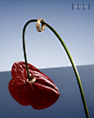 BLOSSOMING OF QUINTESSENCE