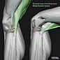 Anatomy For Sculptors : Anatomy For Sculptors began as an open source platform for artists from many disciplines- sculptors, illustrators, 3D artists, painters, designers- to learn secrets of expressing the human form based in academic knowledge of classi