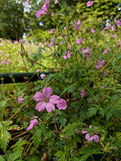 纱羽采集到花间妃染