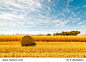 Hay and straw bales in the end of summer. Western Australia.