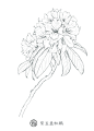 #手绘素材# 【植物花卉】线稿来自飞乐鸟出版的《色铅笔下的植物王国》 ​​​​