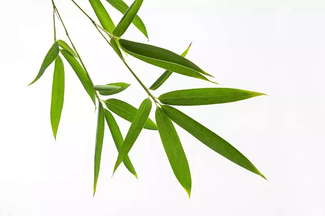 竹子叶特写白色背景素材图片