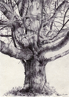 現實設繪-leading采集到Dina Brodsky 圆珠笔绘画《Trees》