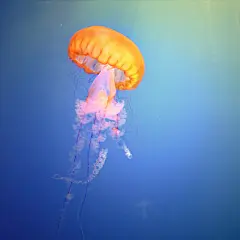 海洋馆.水母