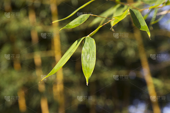 亚洲竹林，自然背景。长着嫩叶的竹枝