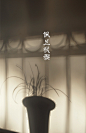 【中国传统节日：上巳节】暮春巳日，甘雨祥风。祭拜轩辕，高禖求子。卉木滋荣，郊外游春，曲水流觞。春水畔浴，佩兰祓禊。 ​