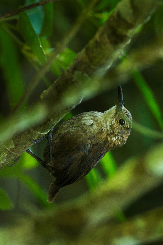 雀形目鹪鹩科细嘴鹪鹩属内氏鹪鹩