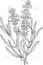 熏衣草,植物学,动物手,草图,插画,健康保健,替代医药,化妆用品,绘制,复古