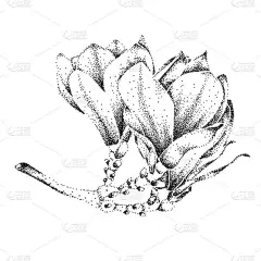 玉兰花。绘图草图