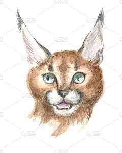 野猫的头