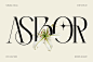 优雅复古美学品牌杂志海报徽标设计衬线英文字体安装包 Asbor – Logo Font插图